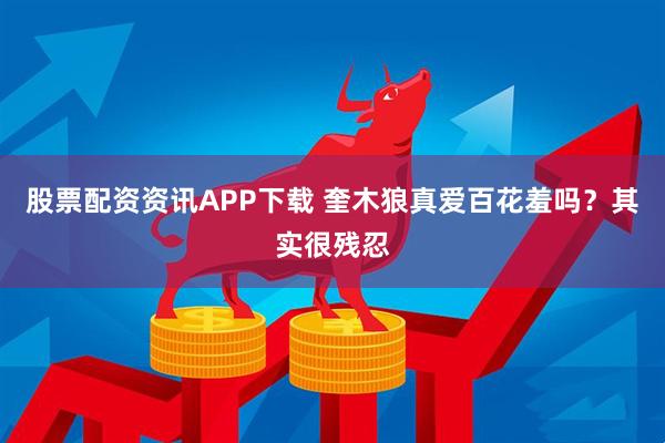 股票配资资讯APP下载 奎木狼真爱百花羞吗？其实很残忍
